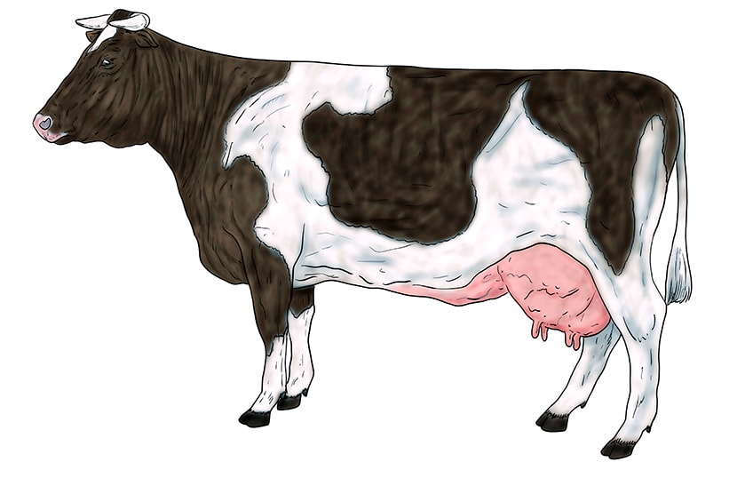 cow drawing 15