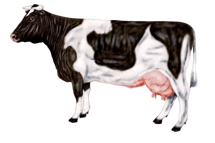 cow drawing