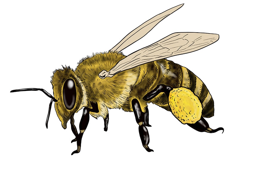 easy bee drawing