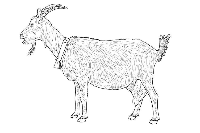 goat drawing 11