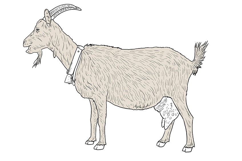 goat drawing 12