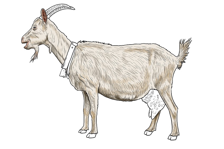 goat drawing 14