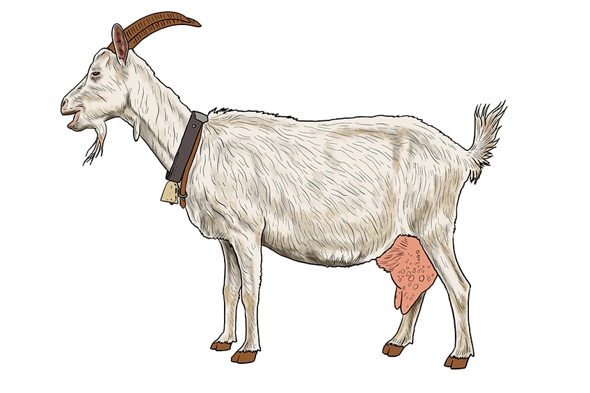 goat drawing 15