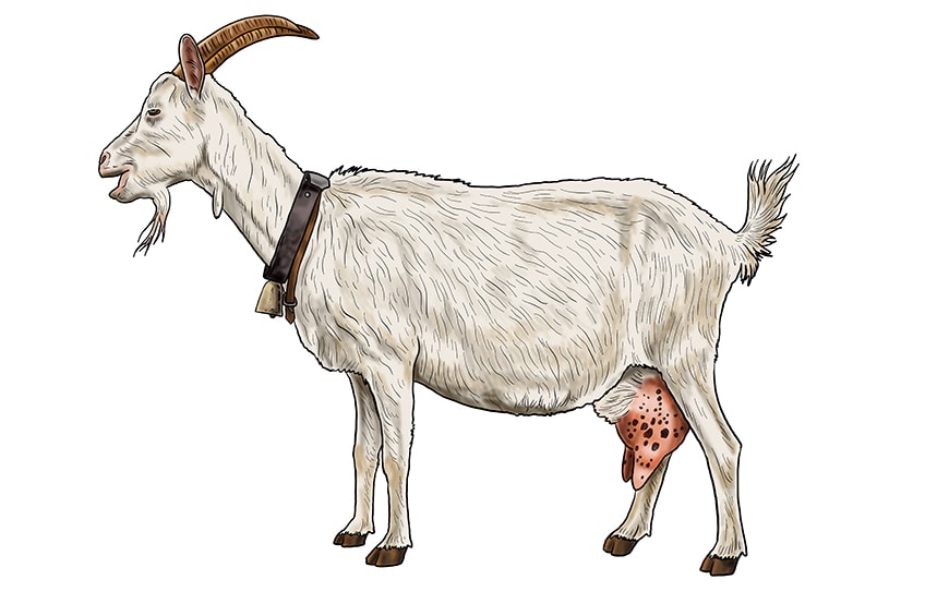 goat drawing 16