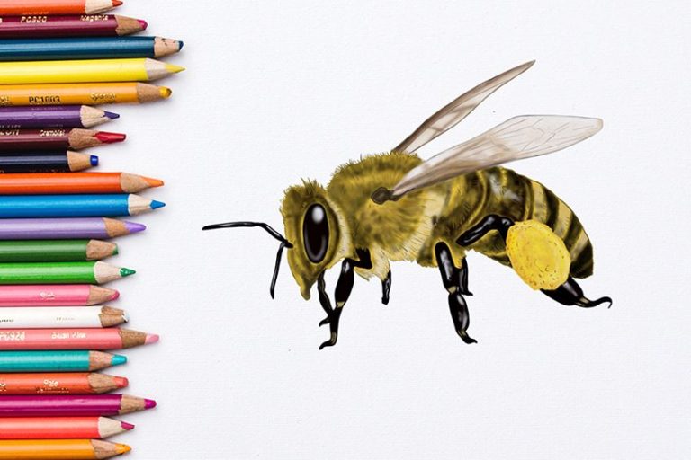 How to Draw a Bee – A Step-by-Step Tutorial to Make Bee Drawing Easy