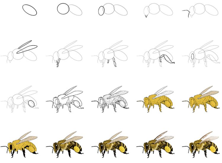 How to Draw a Bee - A Step-by-Step Tutorial to Make Bee Drawing Easy