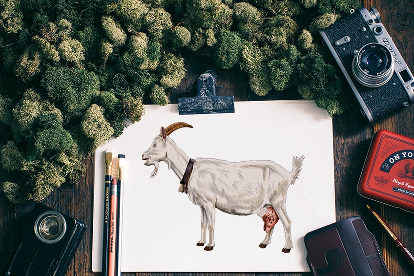 how to draw a goat 2