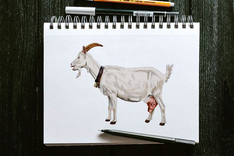 How to Draw a Goat – Learning the Ins and Outs of Goat Drawing with us