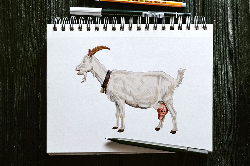 How to Draw a Goat - Learning the Ins and Outs of Goat Drawing with us