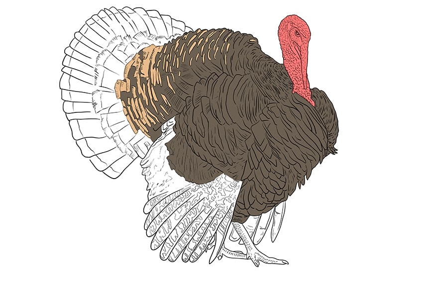 turkey drawing 11