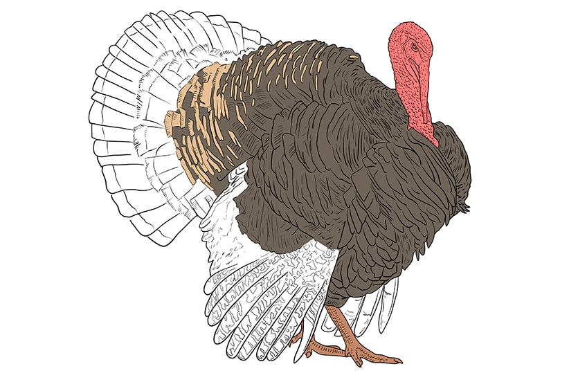 turkey drawing 12