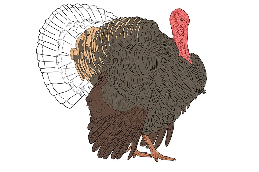 turkey drawing 13