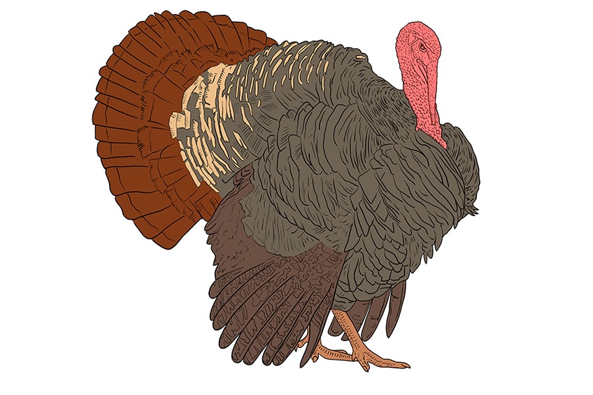 turkey drawing 14