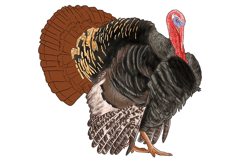 turkey drawing 16