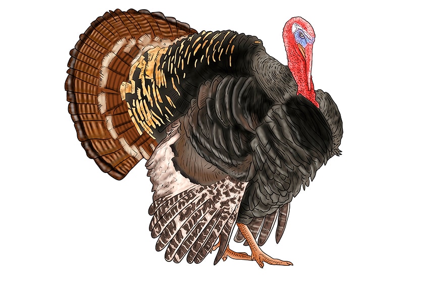 turkey drawing 17