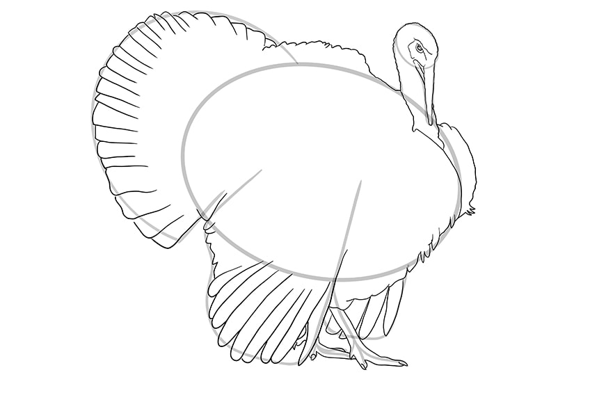 turkey drawing 7