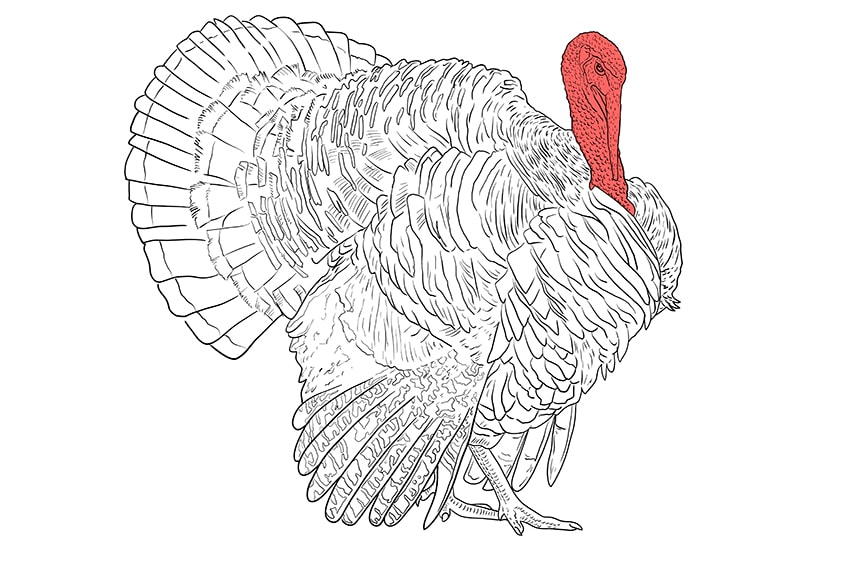 turkey drawing 9
