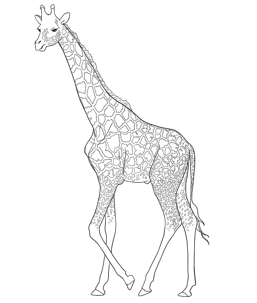 giraffe drawing 10