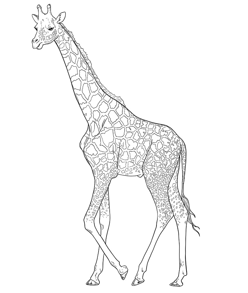 Pencil Sketch  Giraffe  imagicArt