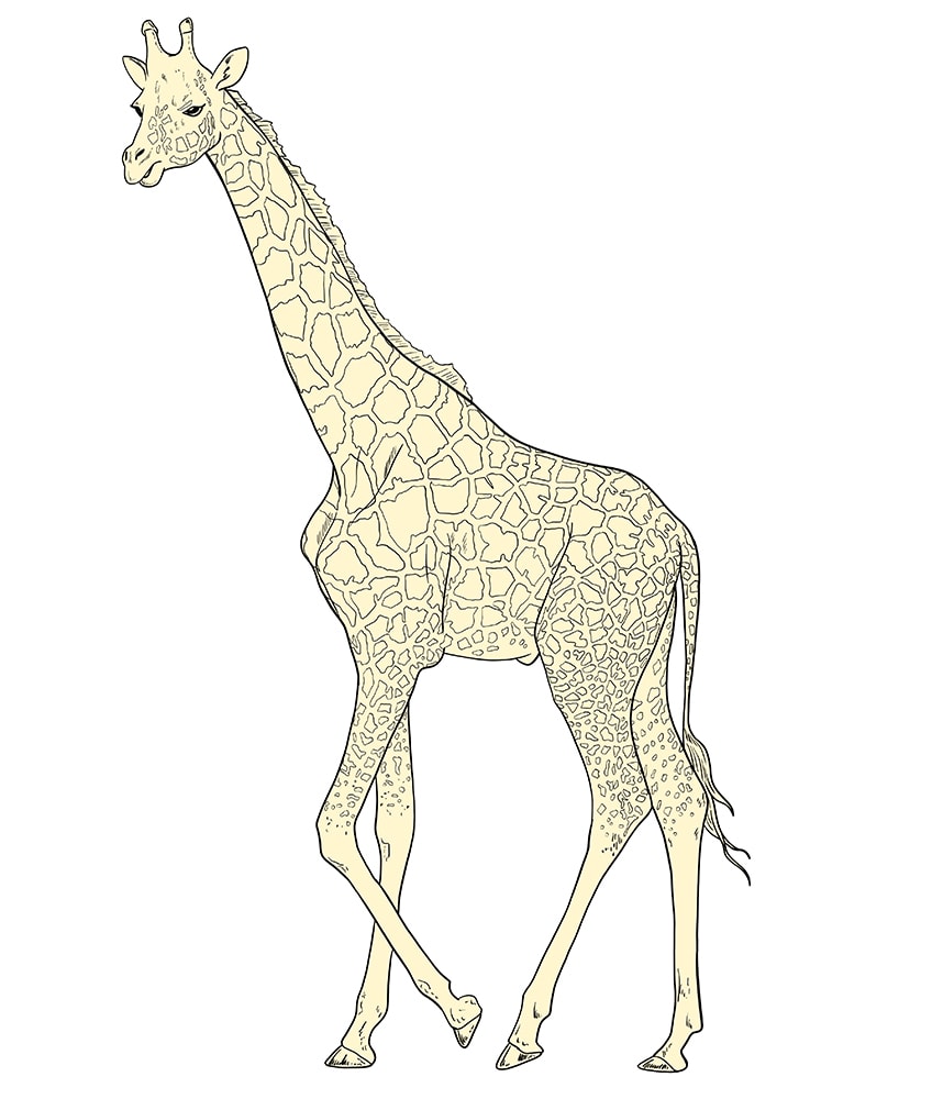 giraffe drawing 12
