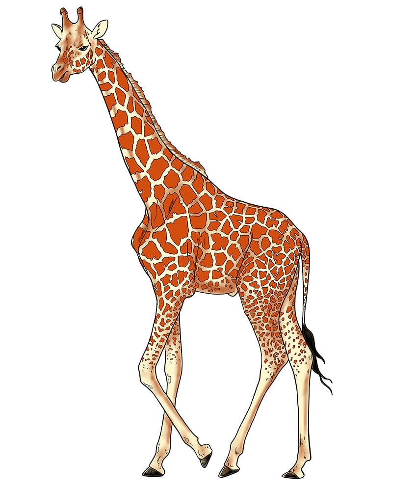 giraffe drawing 14