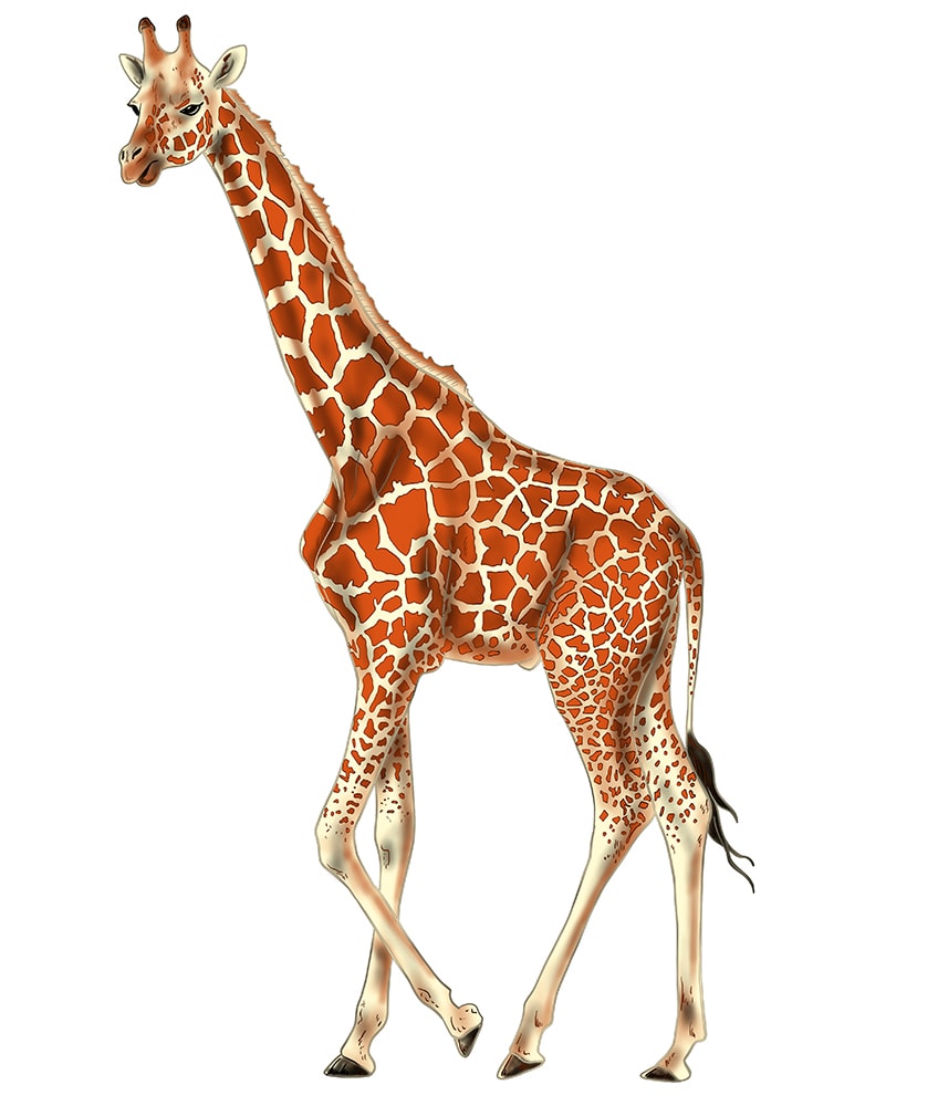 giraffe drawing 17