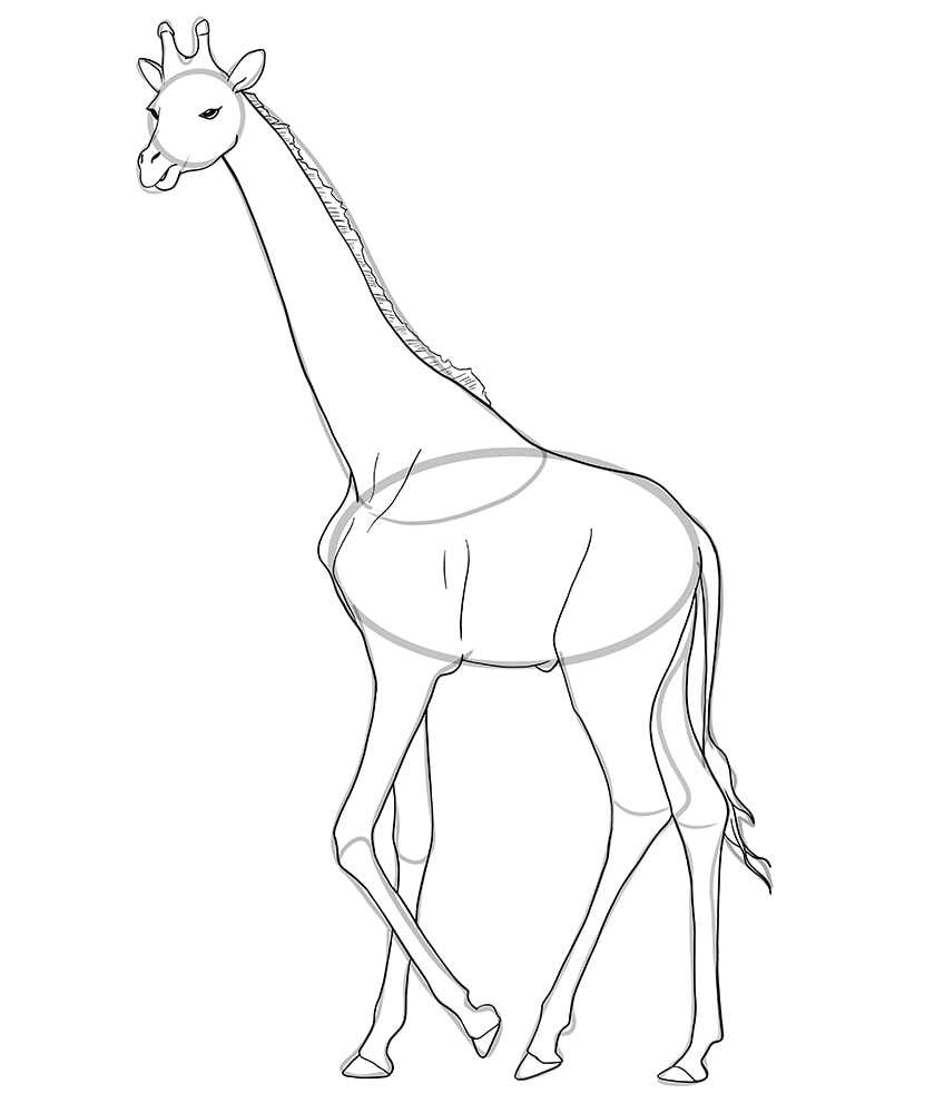 giraffe drawing 9