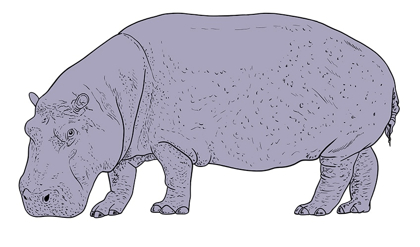 hippo drawing 10