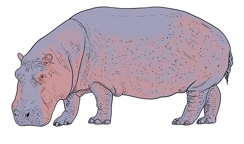hippo drawing 11
