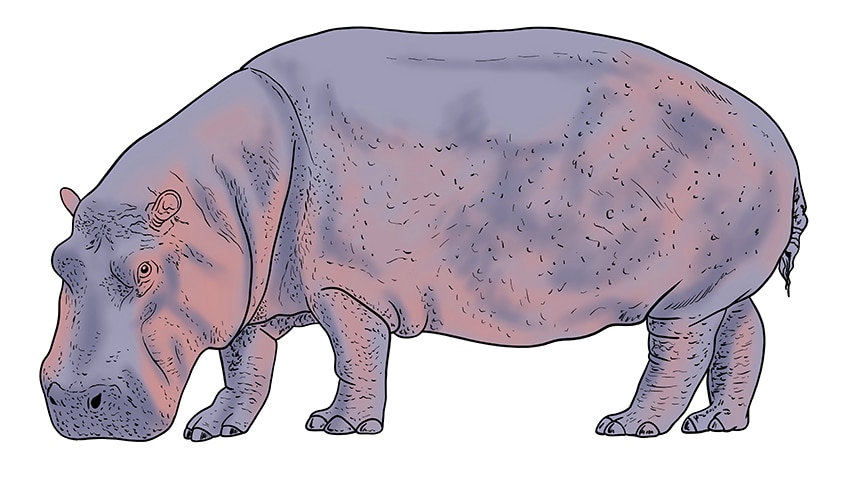 hippo drawing 12