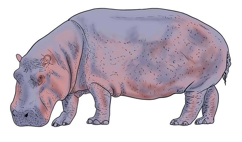 hippo drawing 13