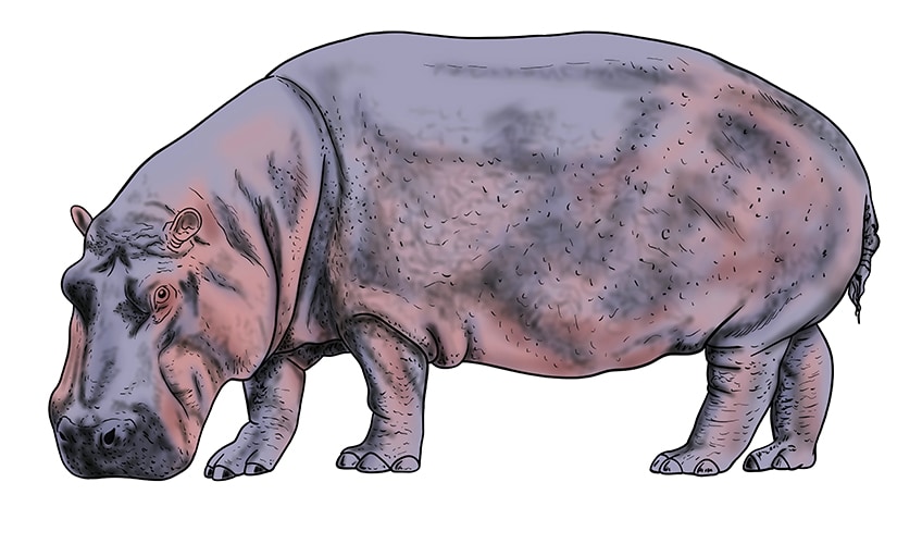 hippo drawing 14