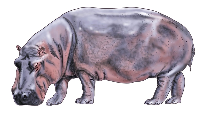 hippo drawing 16