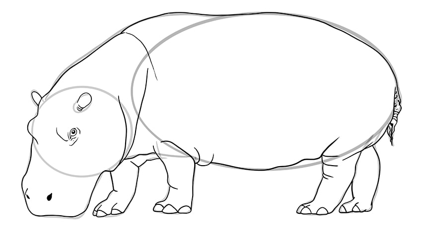 hippo drawing 8