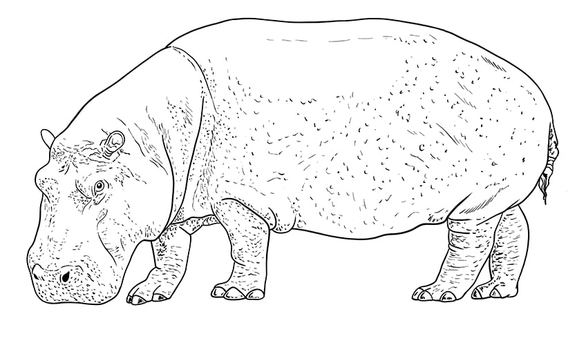 hippo drawing 9