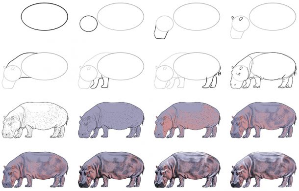 How to Draw a Hippo - A Detailed Step-by-Step Hippo Sketch Tutorial