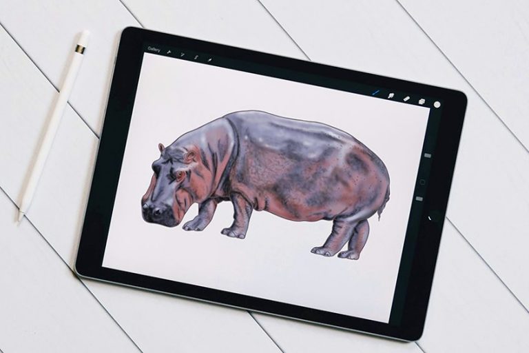 How to Draw a Hippo – A Detailed Step-by-Step Hippo Sketch Tutorial