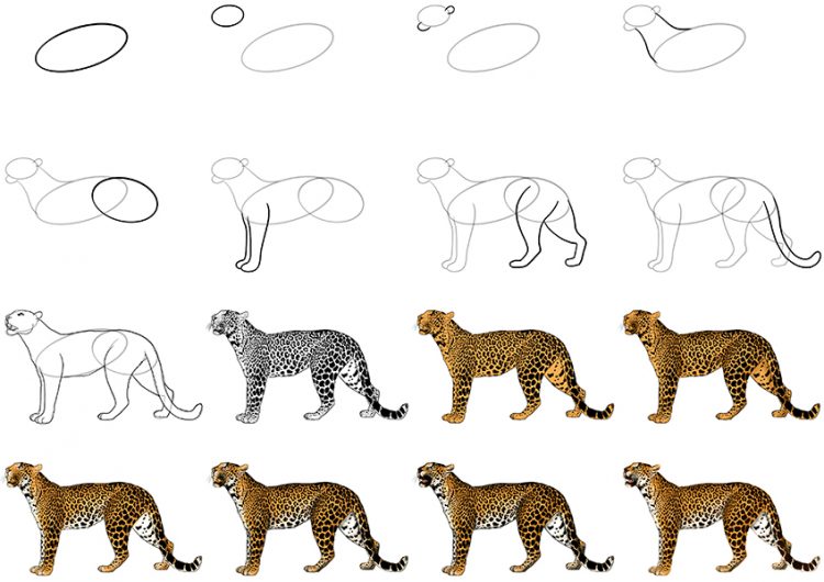 How to Draw a Leopard Easy Big Cat Drawing Guide