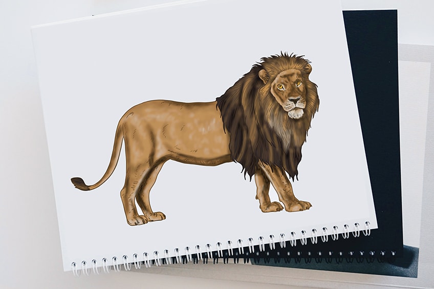how to draw a lion face