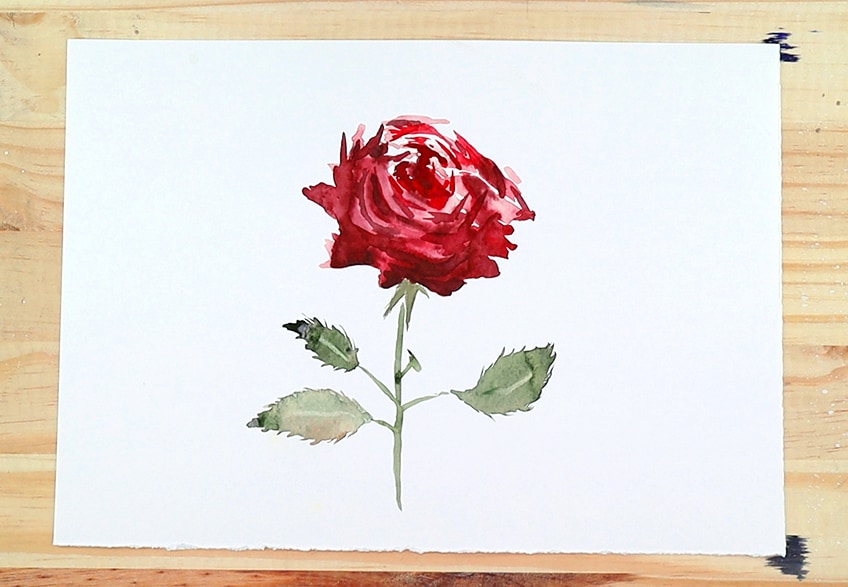 How to Paint Watercolor Roses Easy Rose Watercolor Painting Tutorial