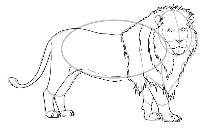 lion drawing 10