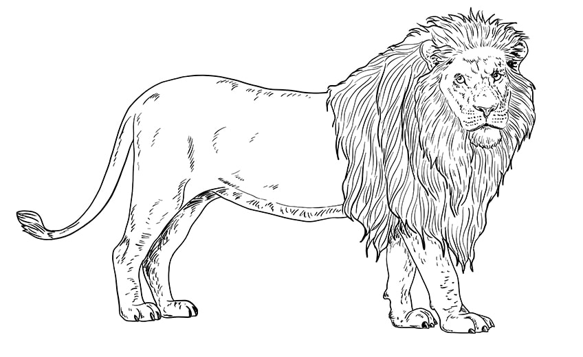 lion drawing 11