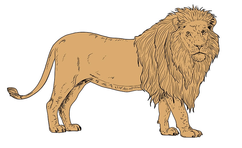 lion drawing 12