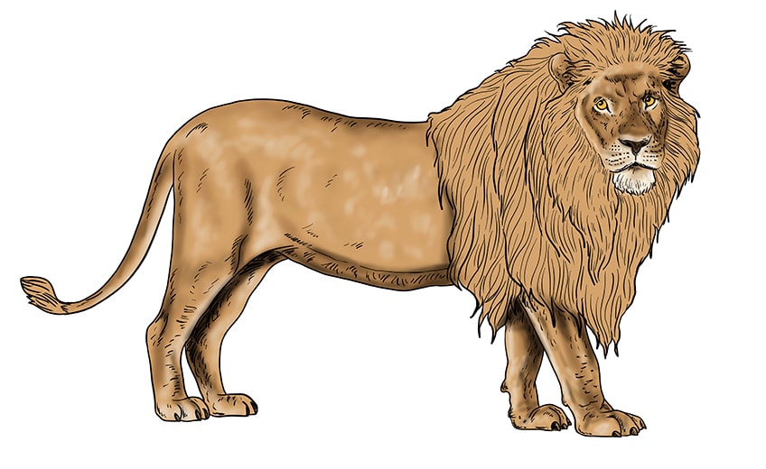 lion drawing 13