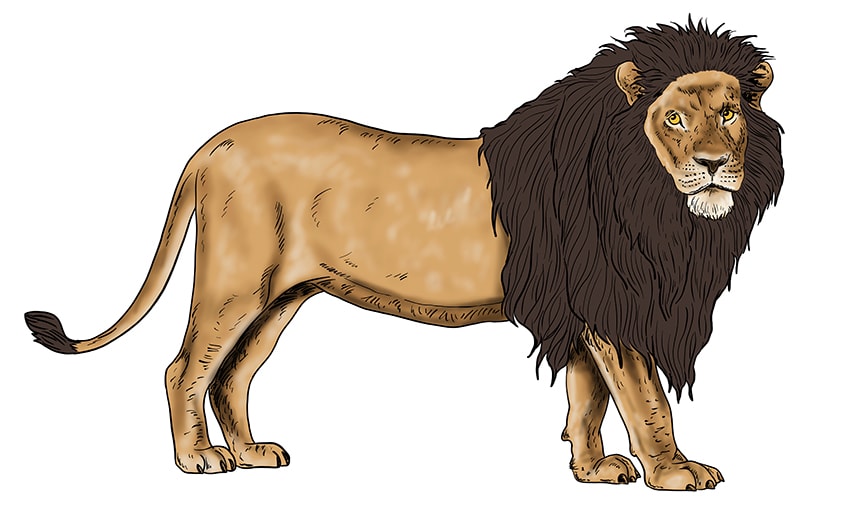 lion drawing 14