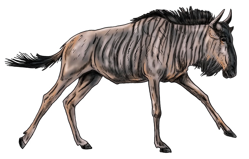 wildebeest drawing 16