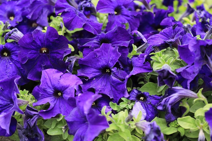 Floral Purple Colors