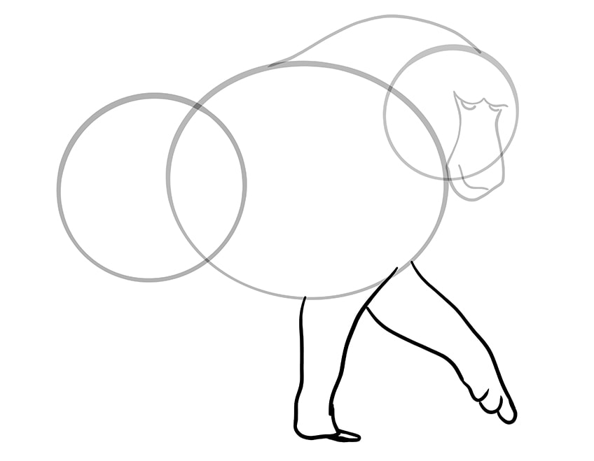baboon drawing 06