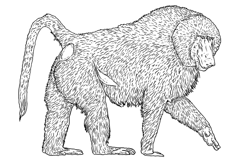 baboon drawing 10