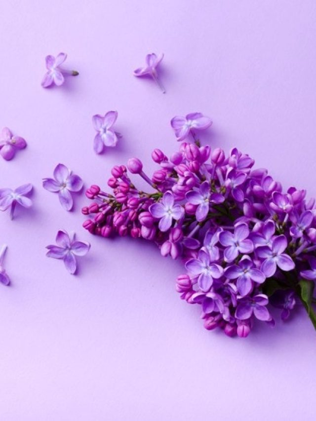 Shades of Purple